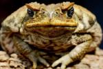 A poisonous cane toad.