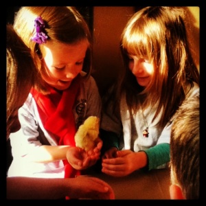 This one is my favorite picture.  I'm not sure which is cuter, the chick or the "chicas."